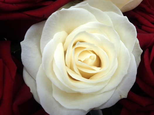 trandafir alb 